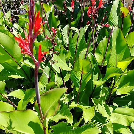 Accommodatie bij particulieren Casa Di Vania *