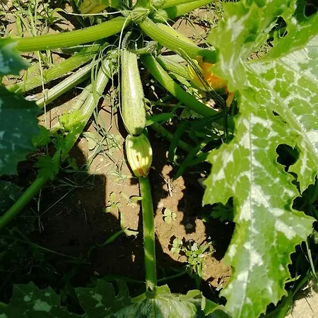 Casa Di Vania San Feliciano